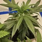 Gorilla x zkittlez stecklinge