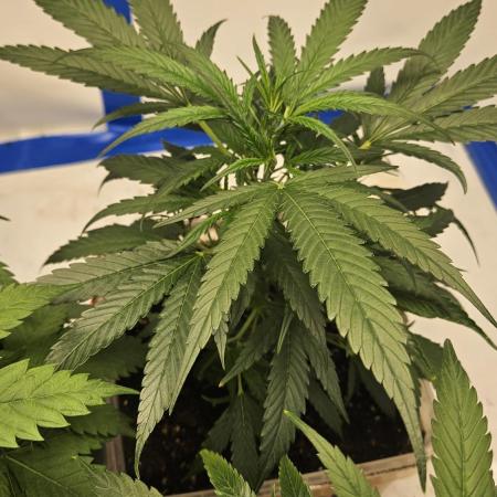 Gorilla x zkittlez stecklinge