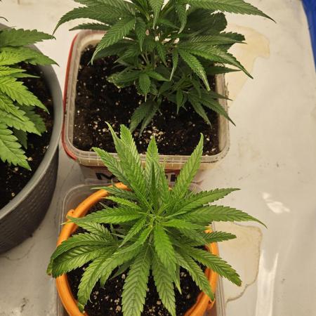 Gorilla x zkittlez stecklinge