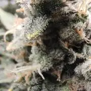 Blackberry Moonrocks