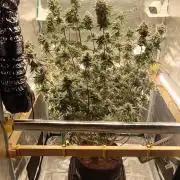 Blackberry Moonrocks