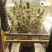 Blackberry Moonrocks