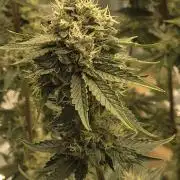 Blackberry Moonrocks