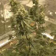 Blackberry Moonrocks