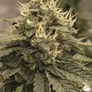 Blackberry Moonrocks