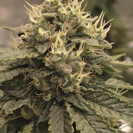 Blackberry Moonrocks