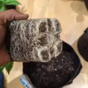 Wedding Glue Aug 2023