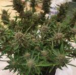 Gorilla cookies auto 1st attempt 