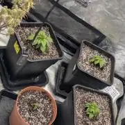 Glookies