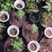 Abismo Kush