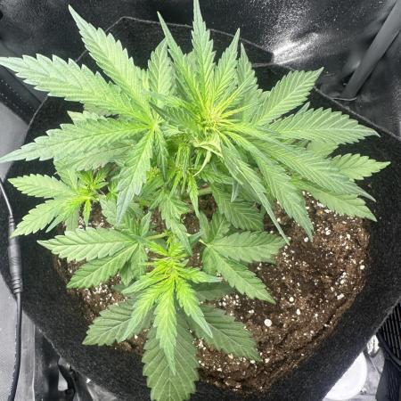 Fastbuds BPP 40cm x 40cm