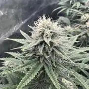 Remote Stardaw & Auto Blue Domina