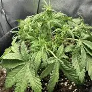 Tiny Tent on the cheap