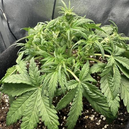 Tiny Tent on the cheap