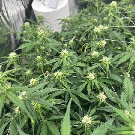 Remote growing Stardawg and Blue Dominia