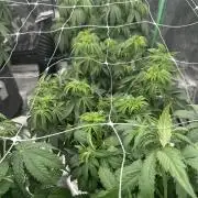 Remote growing Stardawg and Blue Dominia