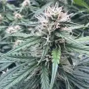 Remote growing Stardawg and Blue Dominia