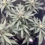 Fastbuds BPP 40cm x 40cm