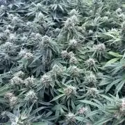 Remote growing Stardawg and Blue Dominia