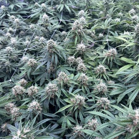 Remote growing Stardawg and Blue Dominia