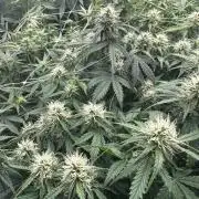 Remote growing Stardawg and Blue Dominia