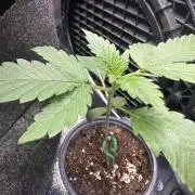 Fastbuds BPP 40cm x 40cm