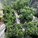 Remote growing Stardawg and Blue Dominia