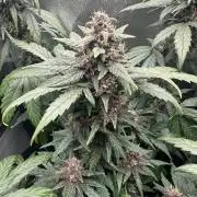 Fastbuds BPP 40cm x 40cm