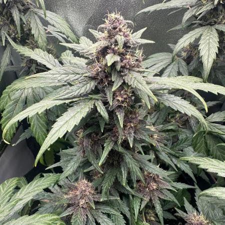 Fastbuds BPP 40cm x 40cm