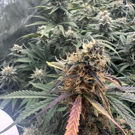 Remote Stardaw & Auto Blue Domina