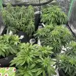 Remote growing Stardawg and Blue Dominia