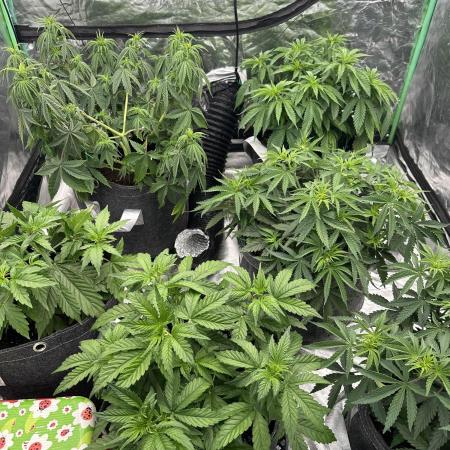 Remote growing Stardawg and Blue Dominia