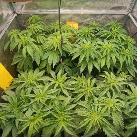 Greenhouse... dutch passion