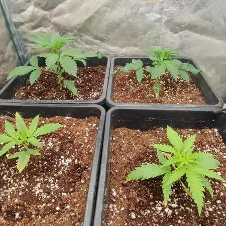 Greenhouse... dutch passion