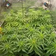 Greenhouse... dutch passion