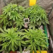 Greenhouse... dutch passion