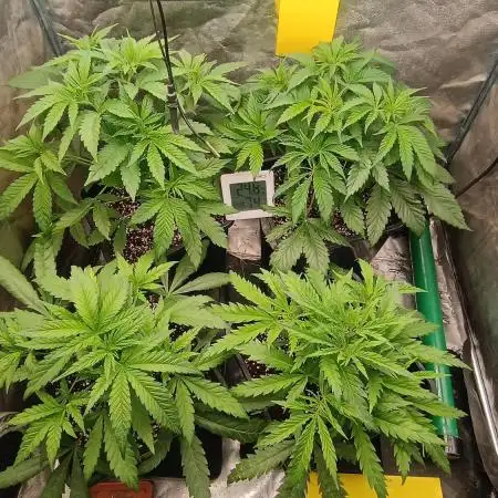 Greenhouse... dutch passion