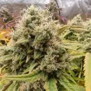 Greenhouse... dutch passion