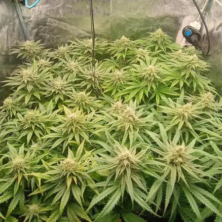 Greenhouse... dutch passion