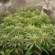 Greenhouse... dutch passion