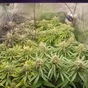 Greenhouse... dutch passion