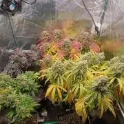 Greenhouse... dutch passion