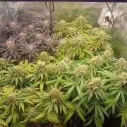 Greenhouse... dutch passion