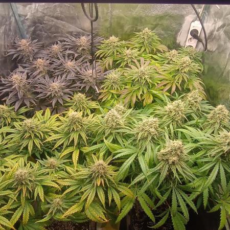 Greenhouse... dutch passion