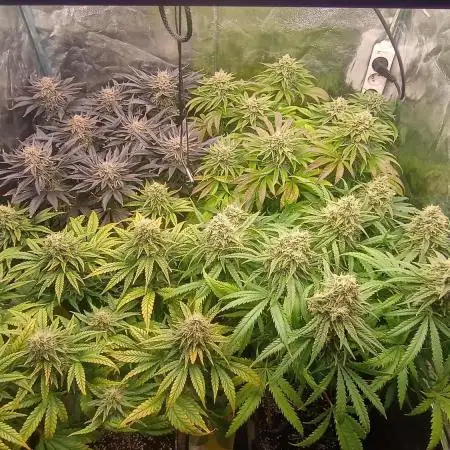 Greenhouse... dutch passion