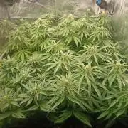 Greenhouse... dutch passion