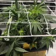 Hellfire OG