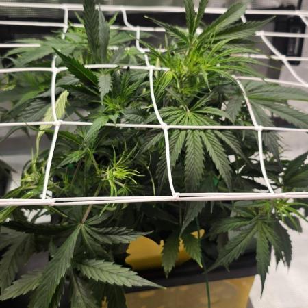 Hellfire OG