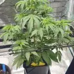 Mimosa first ever grow