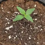 OG kush,Wedding Cake,Hellfire, runtz